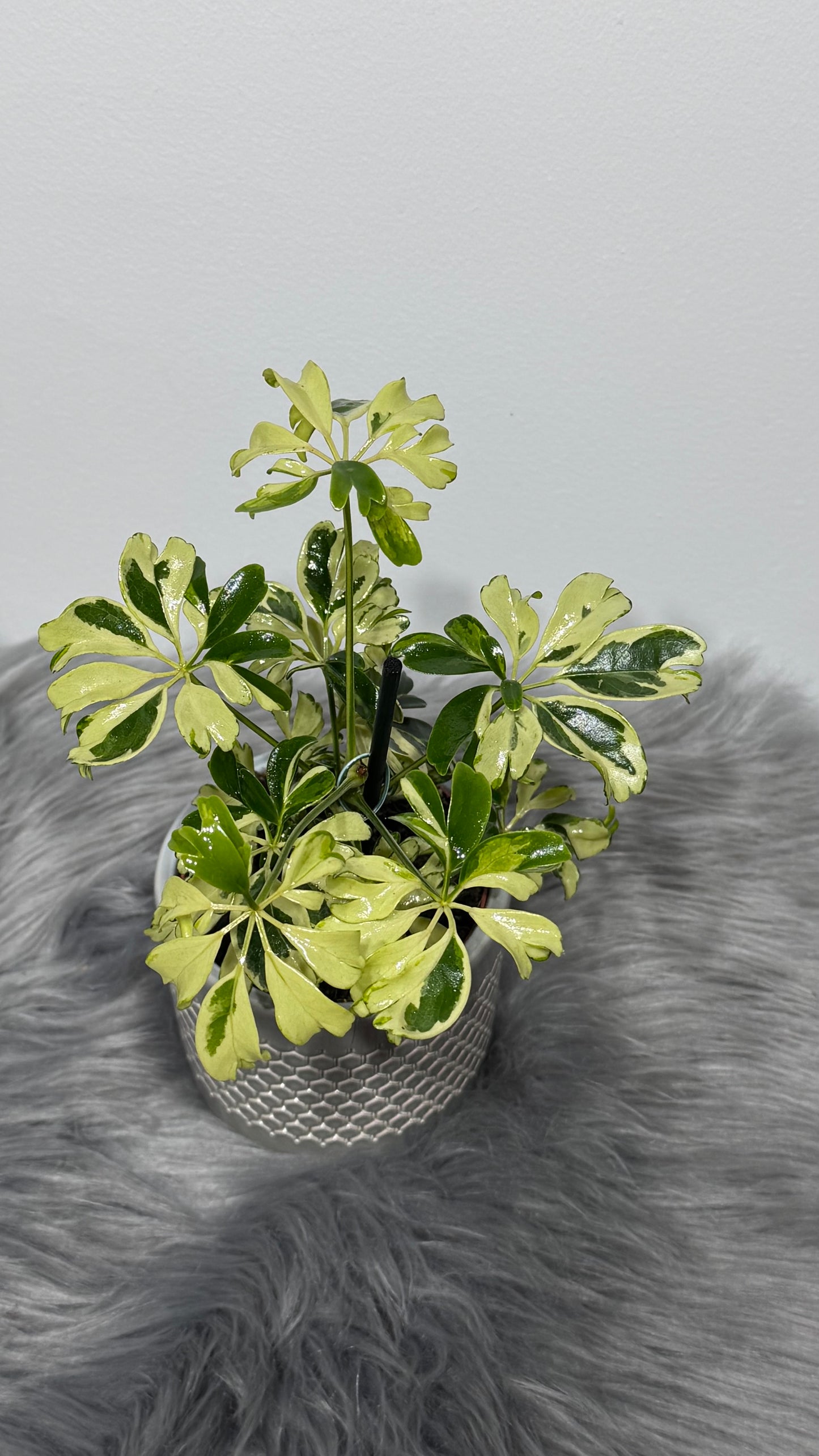 Schefflera Janine