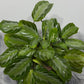 Maranta Silver