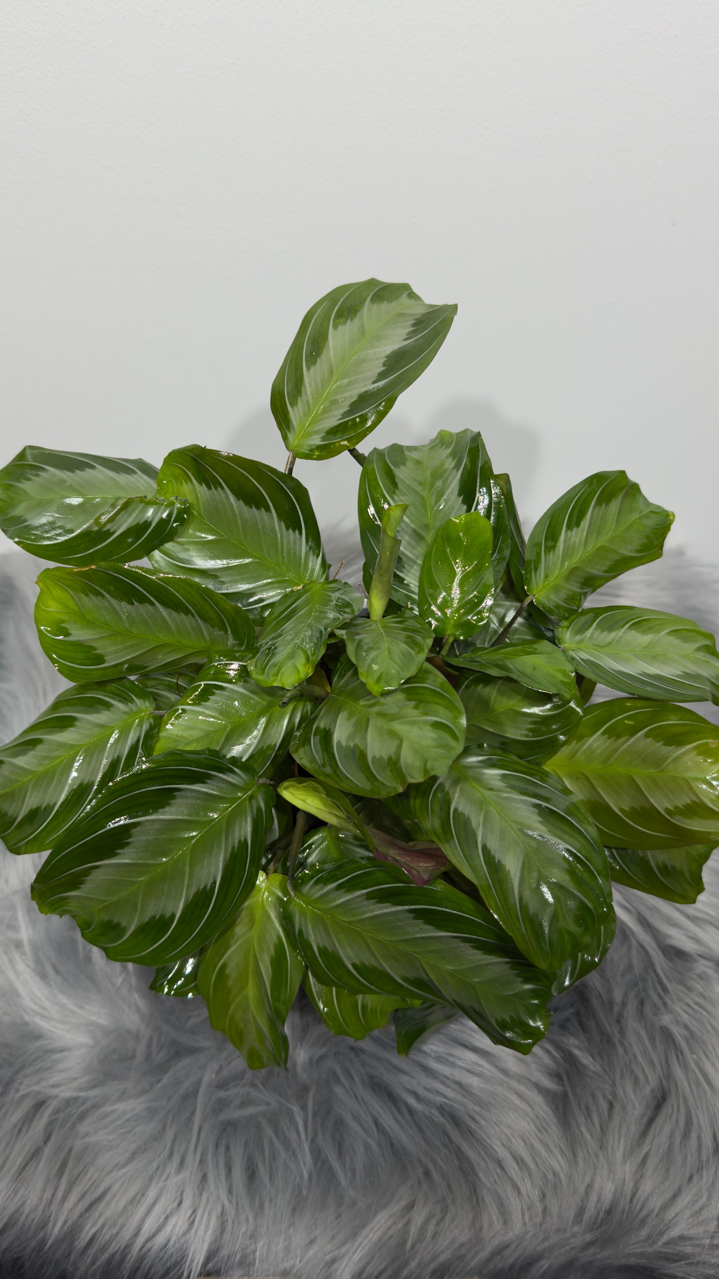 Maranta Silver