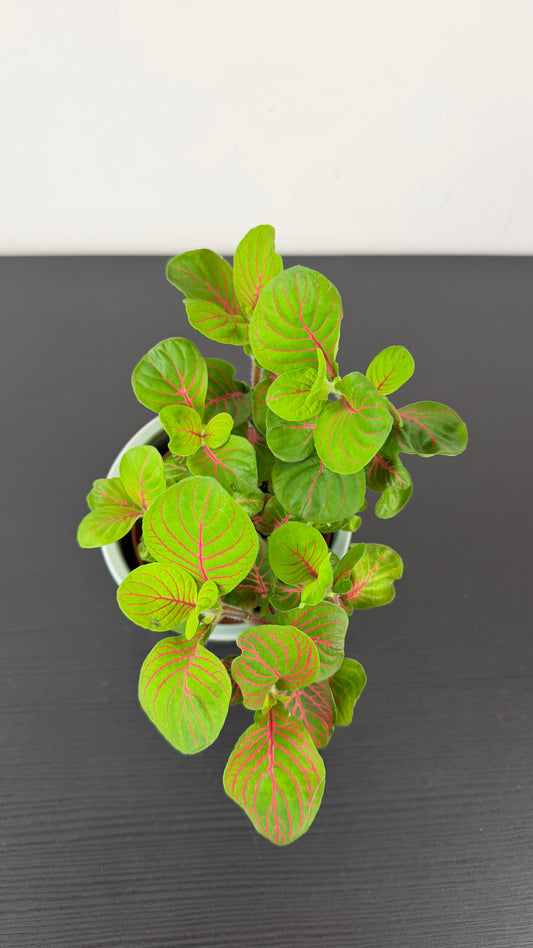 Fittonia 2