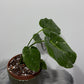 Monstera Thai Constellation 1