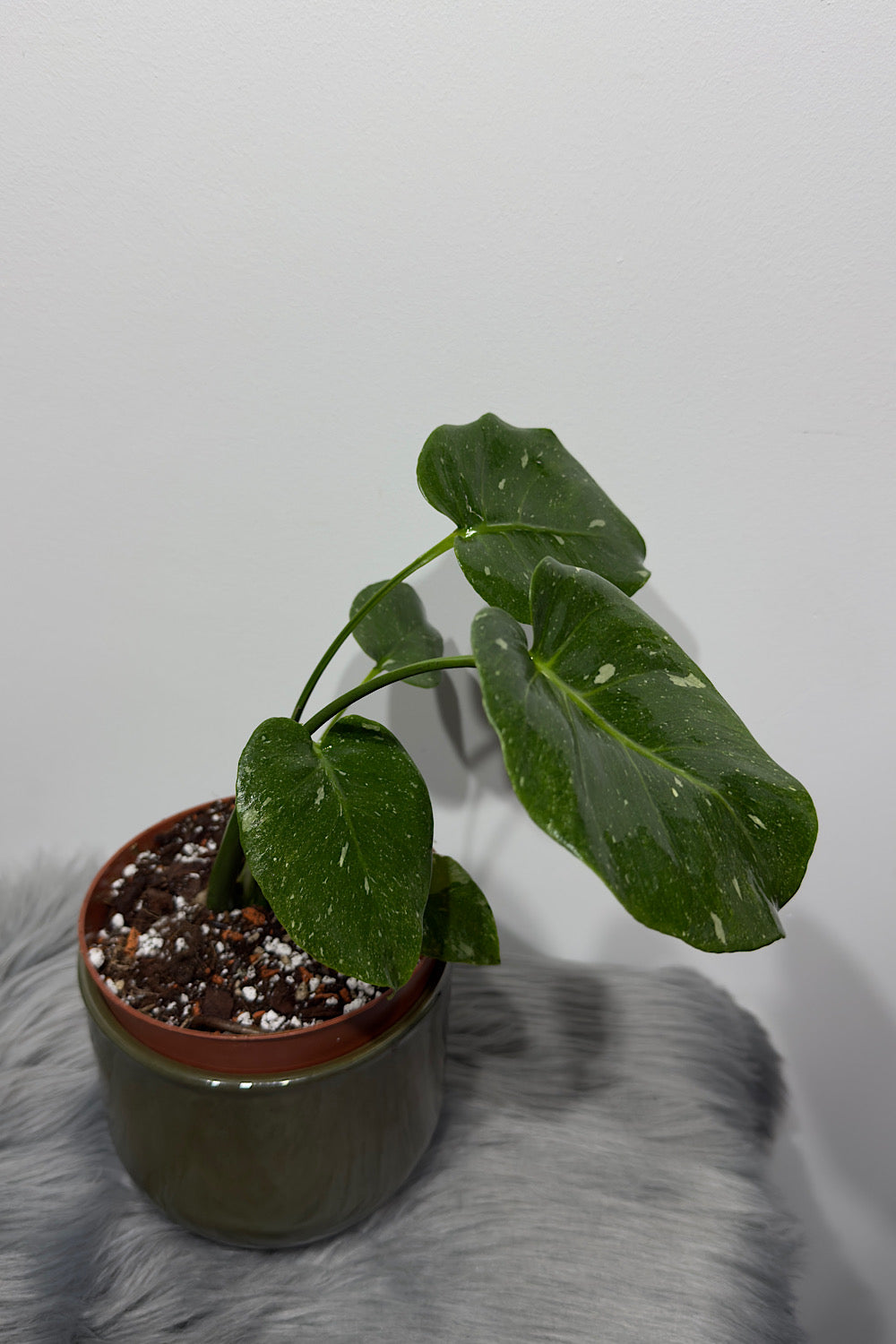 Monstera Thai Constellation 1