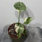 Monstera Thai Constellation 2