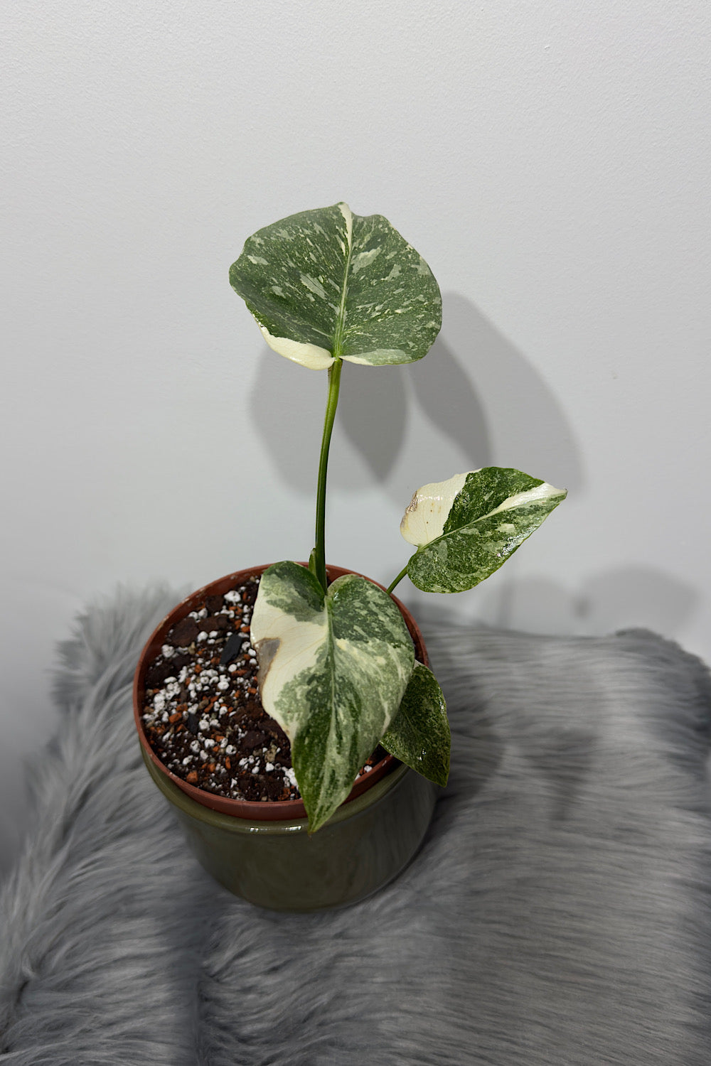 Monstera Thai Constellation 2