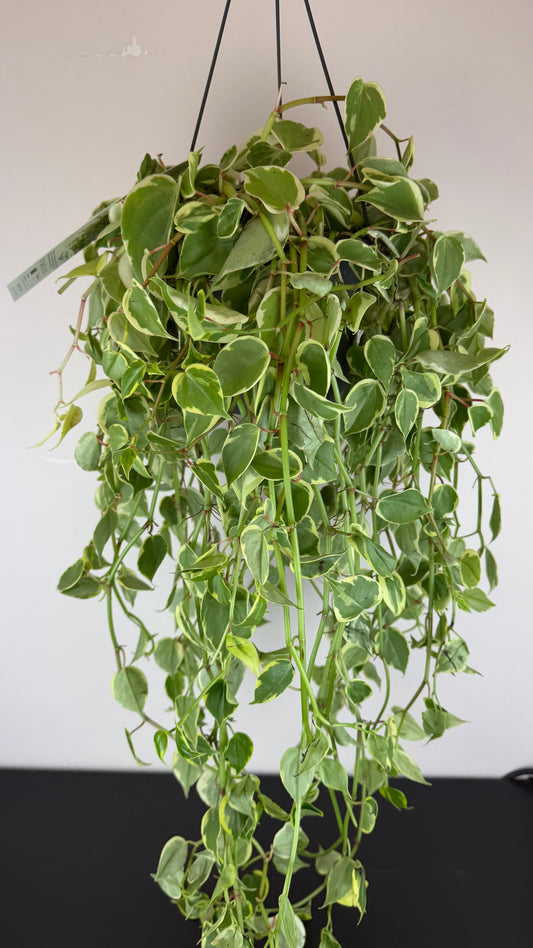 Peperomia scandens Variegata