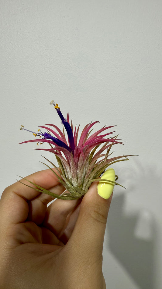 Tillandsia Air plant 4