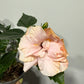 Hibiscus rose double