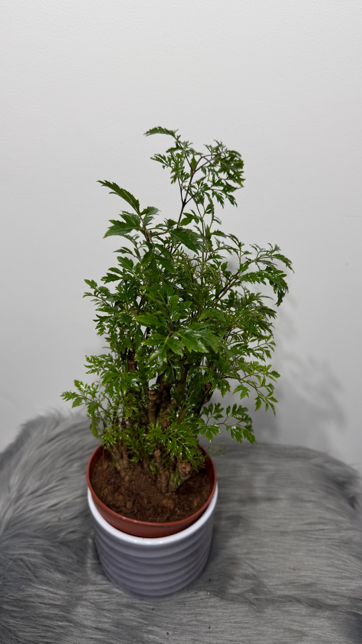 Polyscias