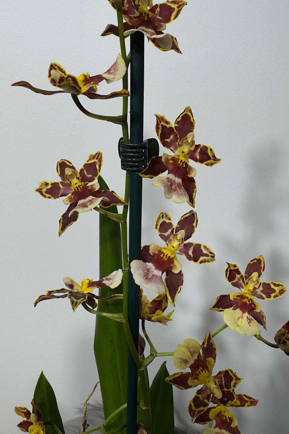 Orhideja Cambria 2