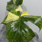 Monstera Thai Constellation 8