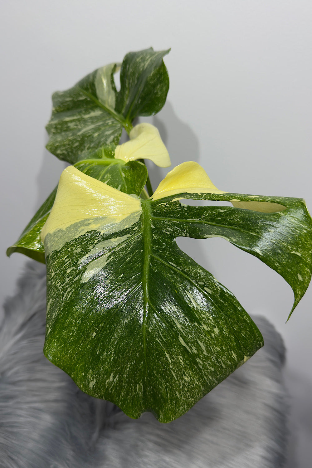 Monstera Thai Constellation 8