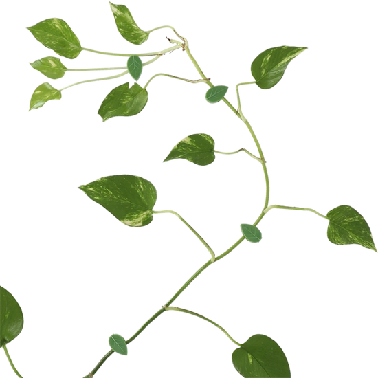 Крепёжные клипсы для стены