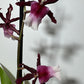 Orhideja Cambria 10 SMARŽO! - www.augi-plants.lv