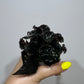 Begonia Rex 6