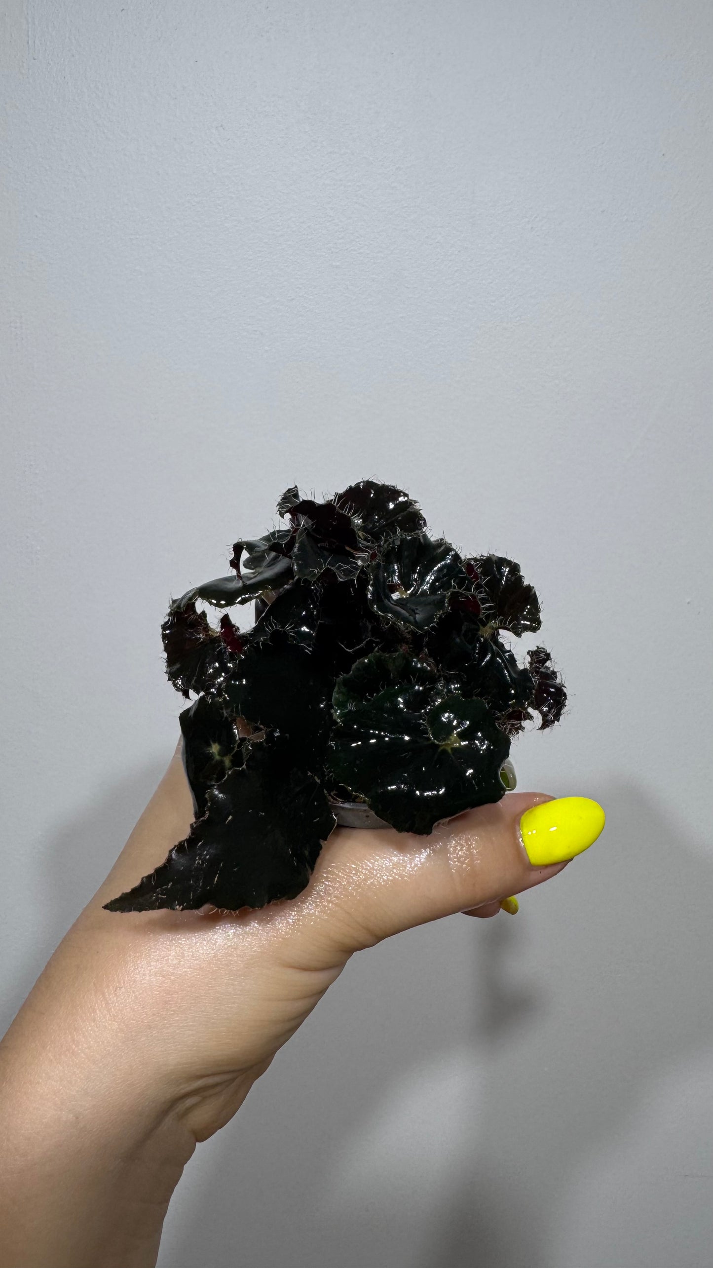 Begonia Rex 6