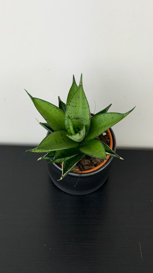 Sansevieria Pagoda Dark