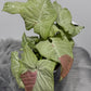 Syngonium milk Confetti