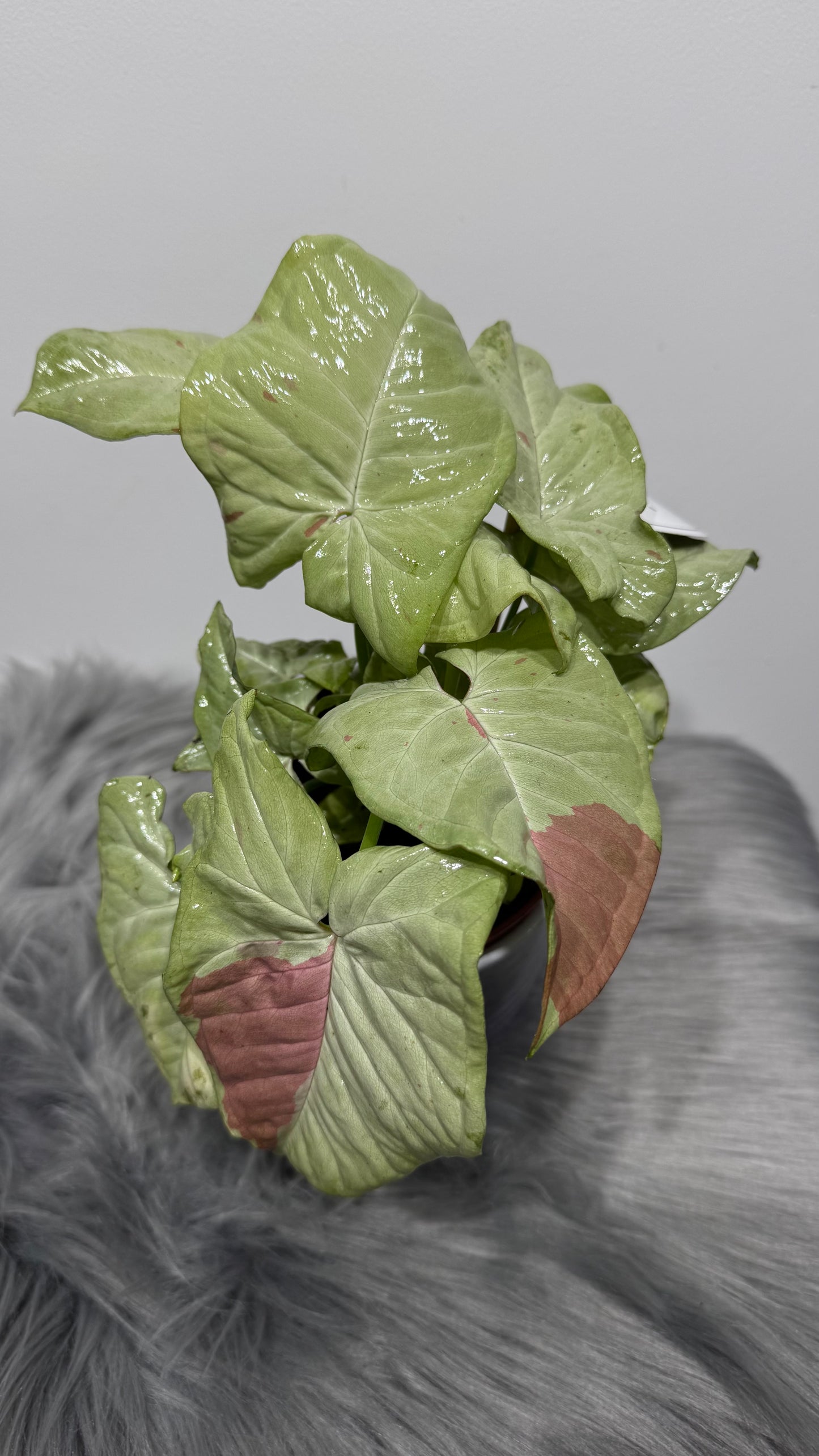 Syngonium milk Confetti