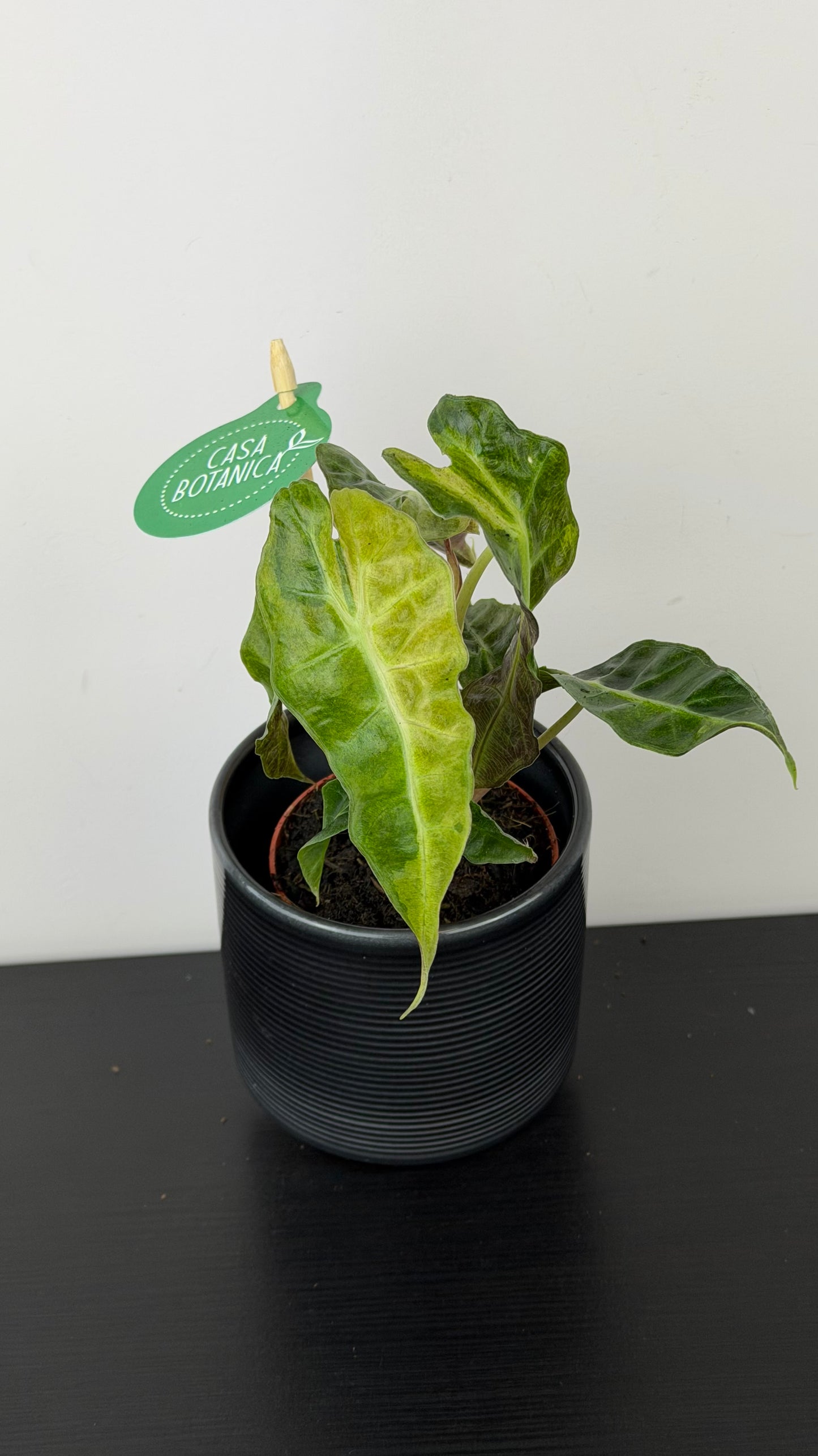 Alocasia Polly Variegata Aurea