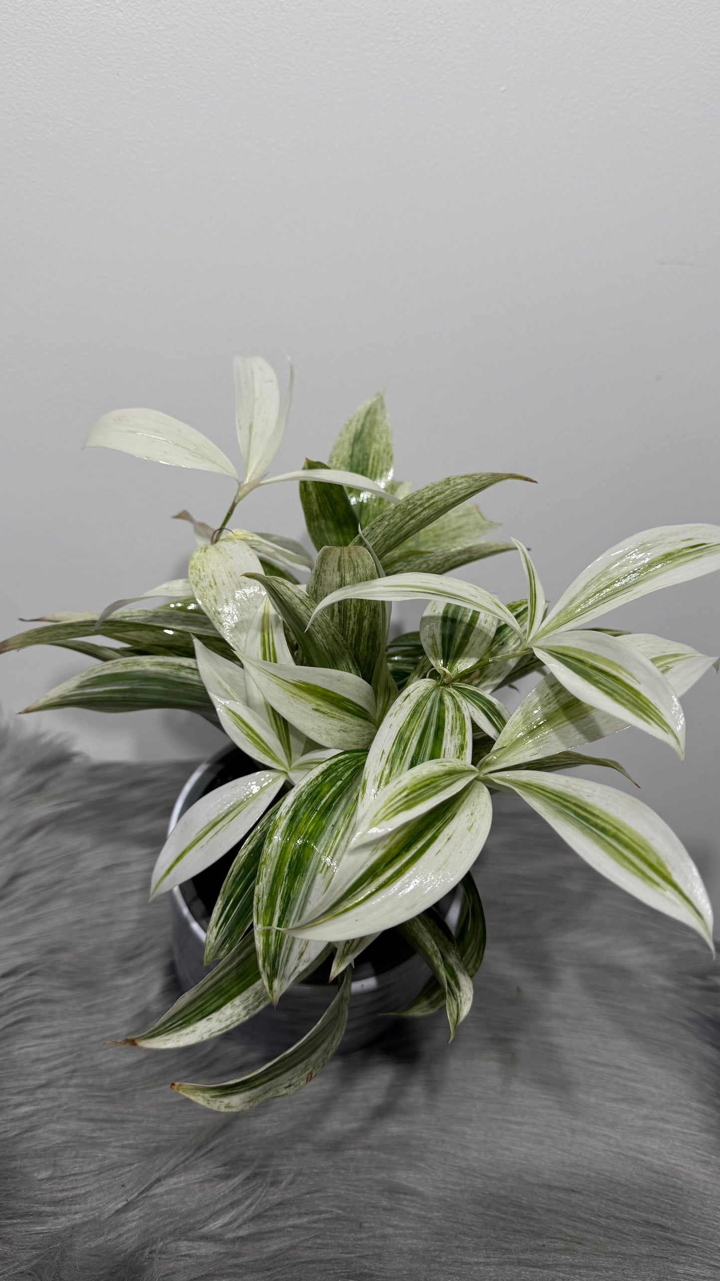 Dracaena Surculosa Godseffiana Silver