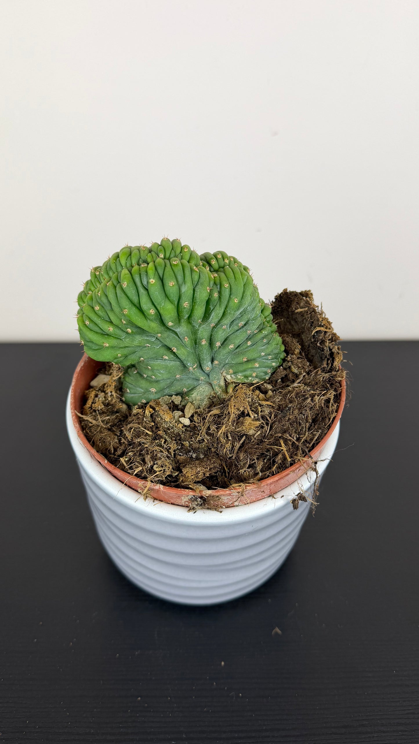 Cactus 6