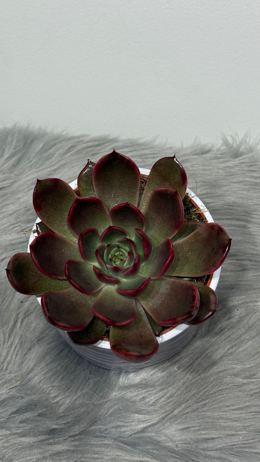 Echeveria 1