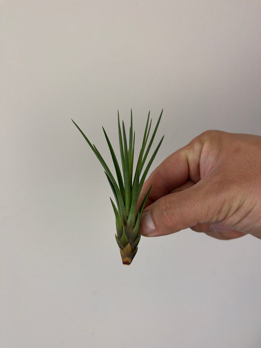 Tillandsia Air plant 14