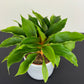 Chlorophytum Or Fire Flash