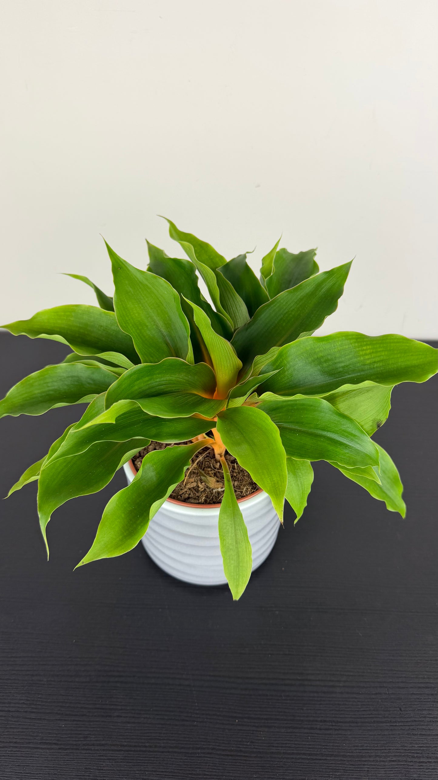 Chlorophytum Or Fire Flash