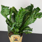 Asplenium Nidus Cobra