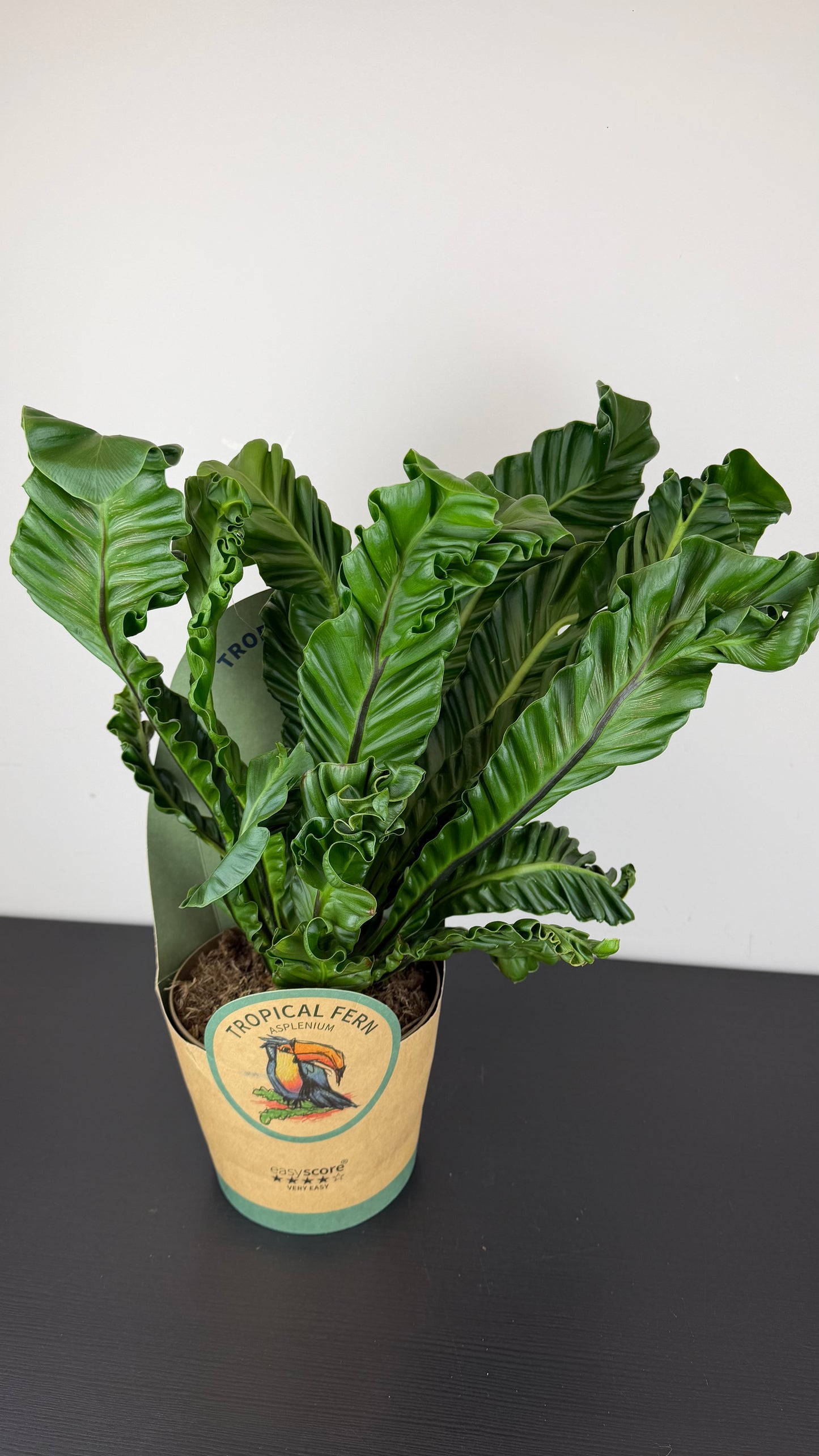 Asplenium Nidus Cobra