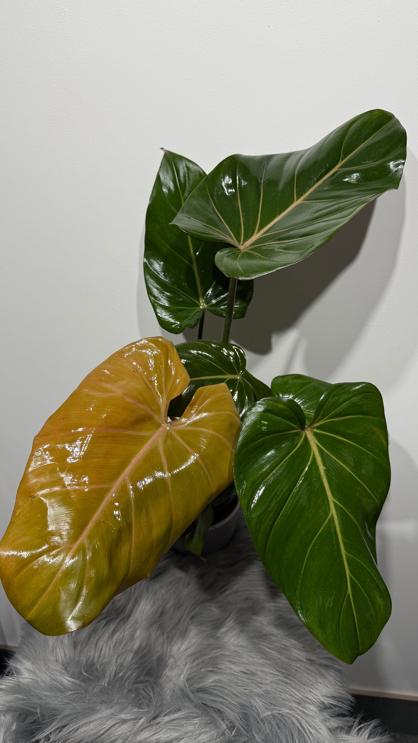 Philodendron Summer Glory