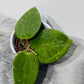 Hoya aff vitellina