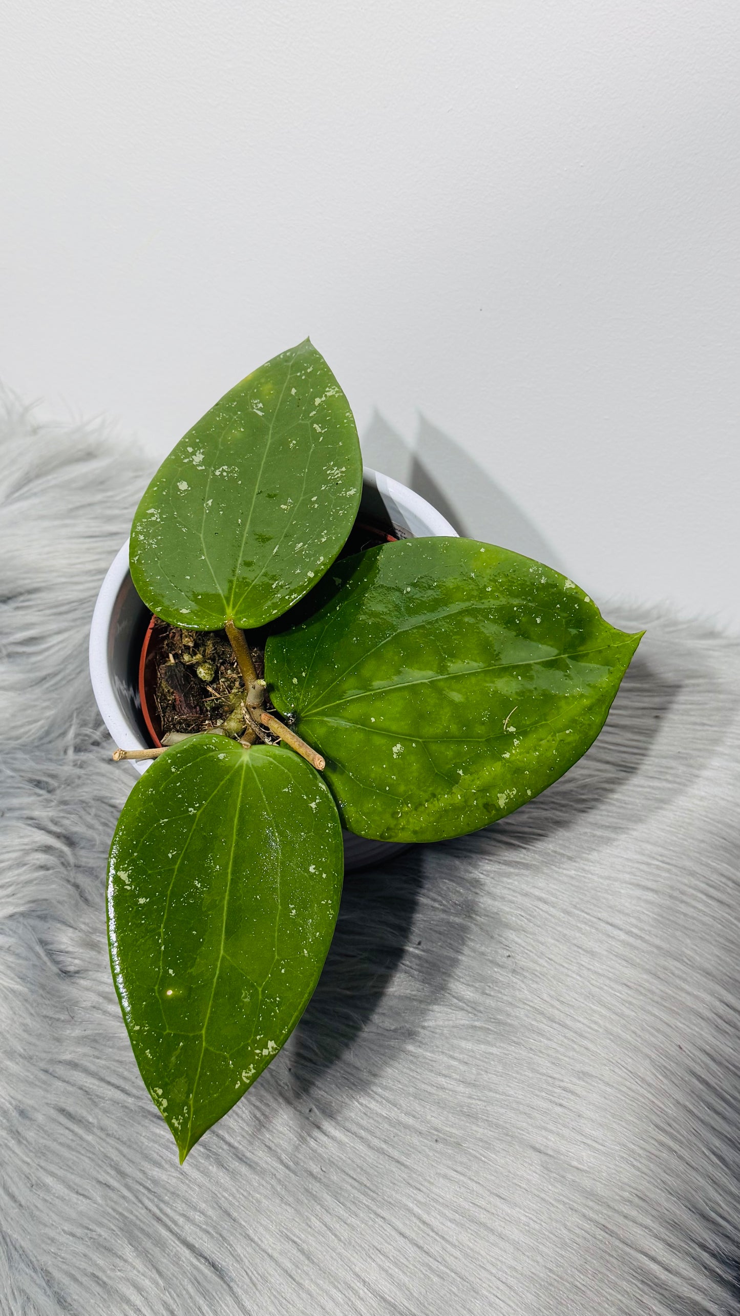Hoya aff vitellina