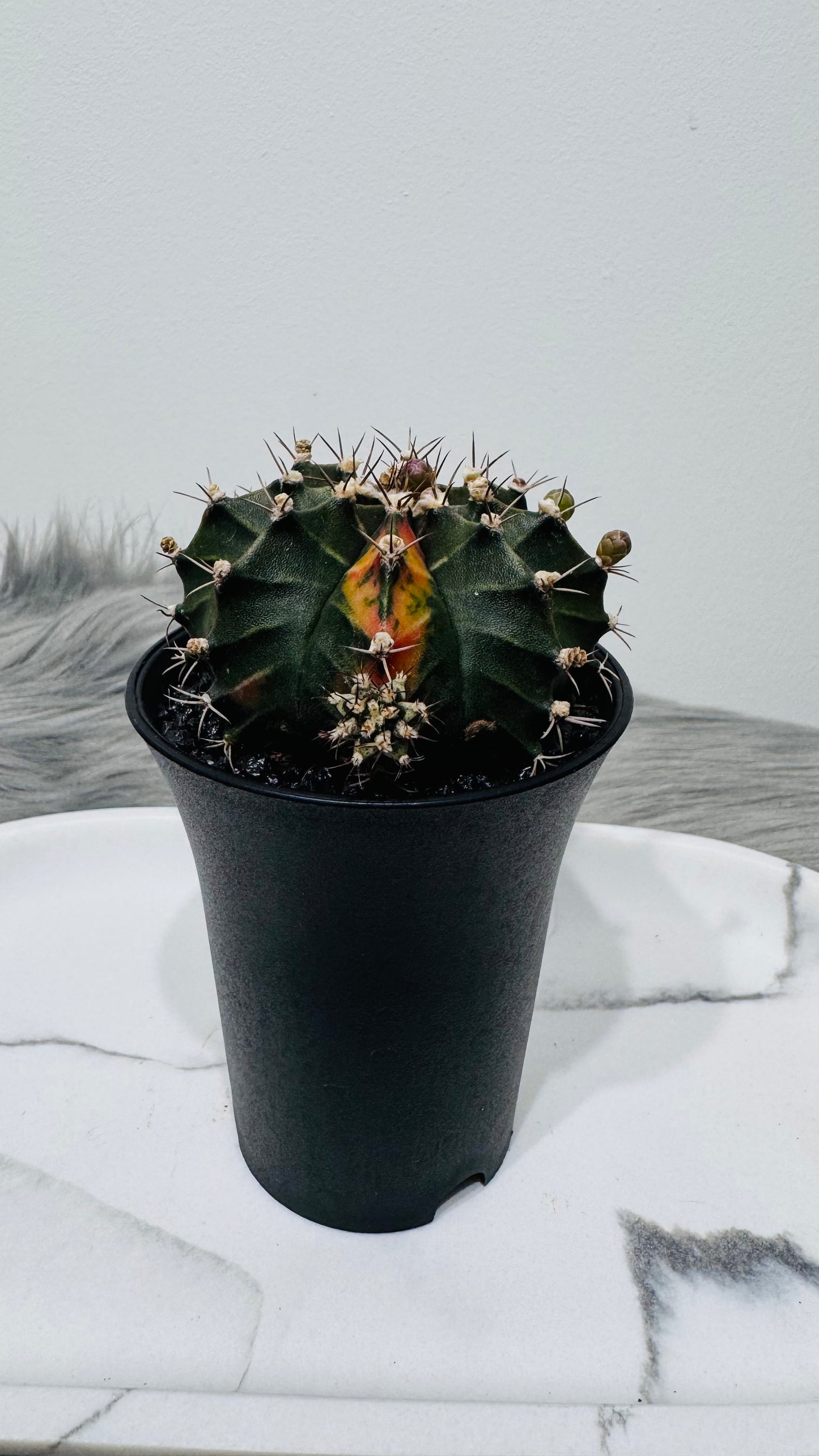 Gymnocalycium mihanovichii variegata