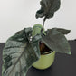 Alocasia Antoro Velvet
