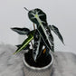 Alocasia Bambino Arrow