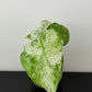 Alocasia macrorrhizos Camouflage