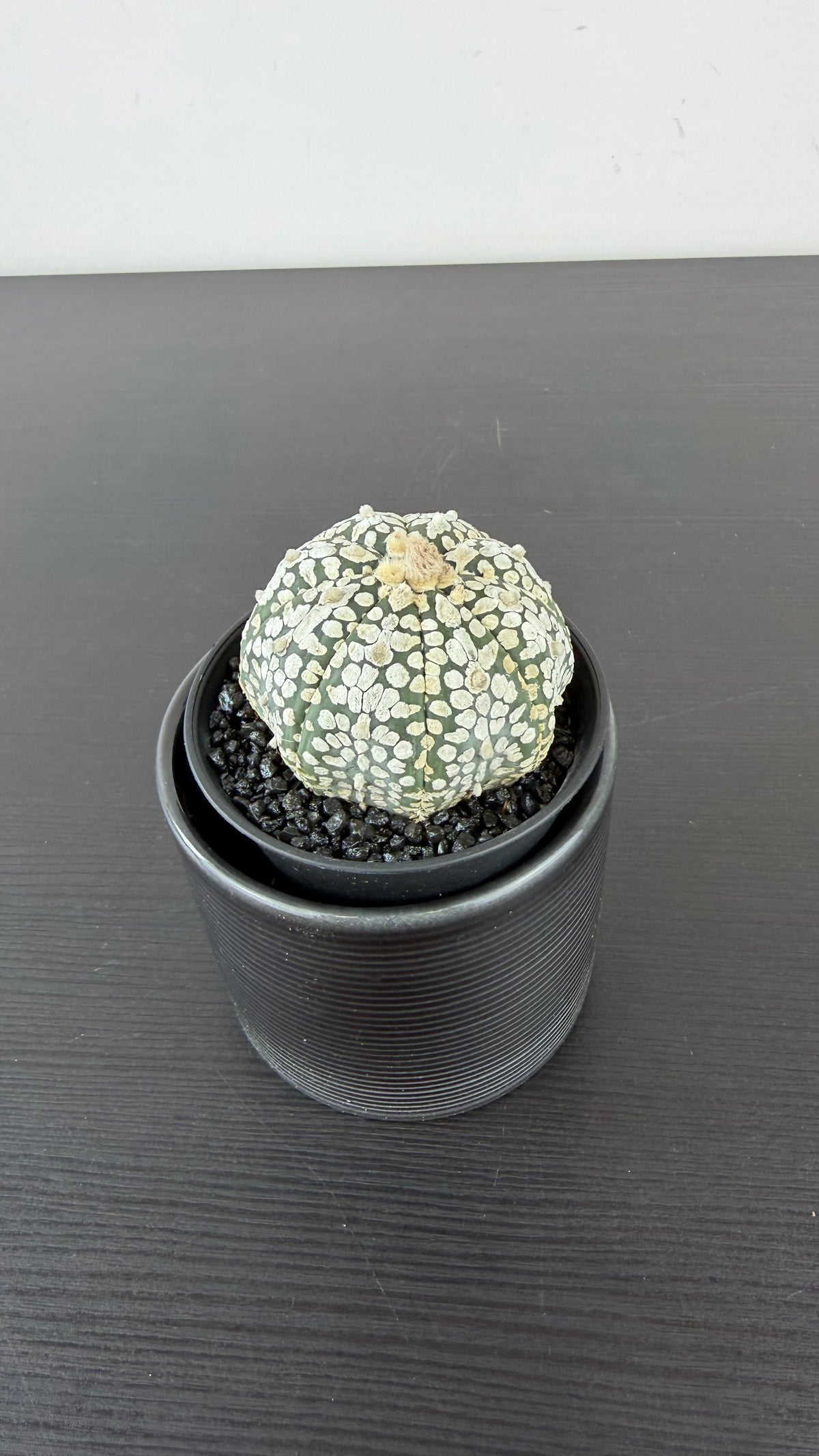 Astrophytum Asterias