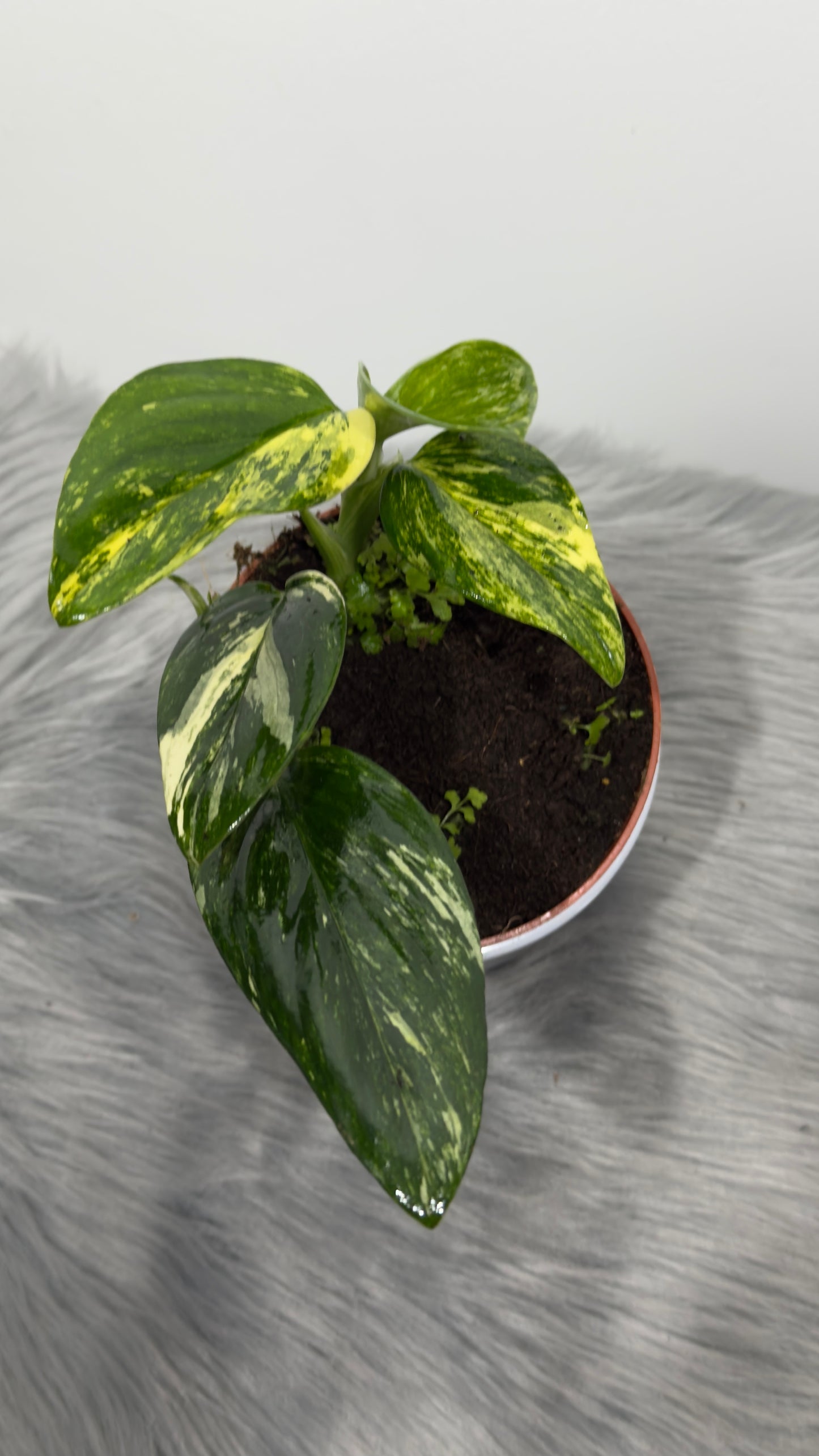 Monstera standleyana variegata