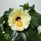 Hibiscus balts - www.augi-plants.lv