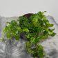 Ficus pumila Green Sunny