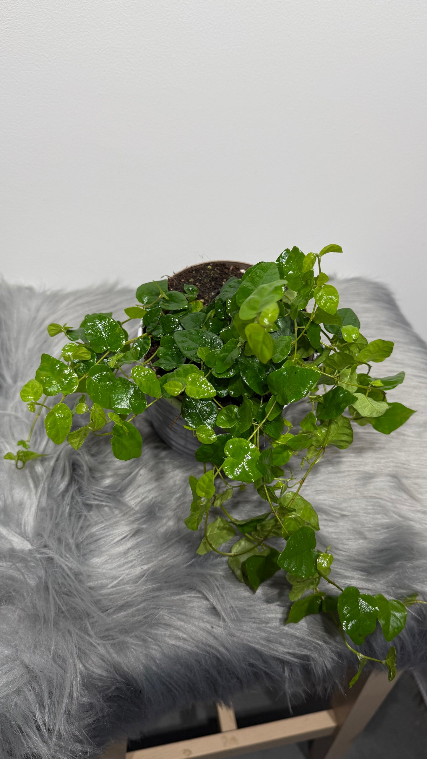 Ficus pumila Green Sunny
