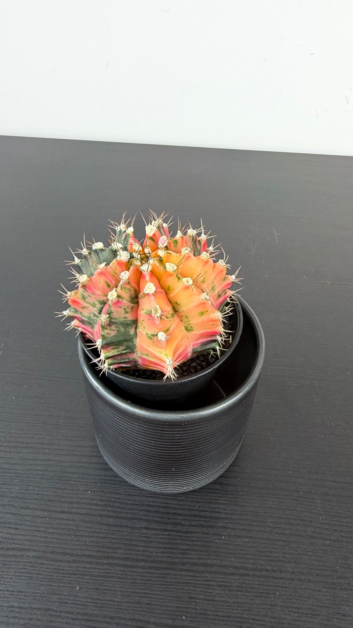Gymnocalycium mihanovichii variegata