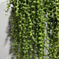 Senecio Rowleyanus