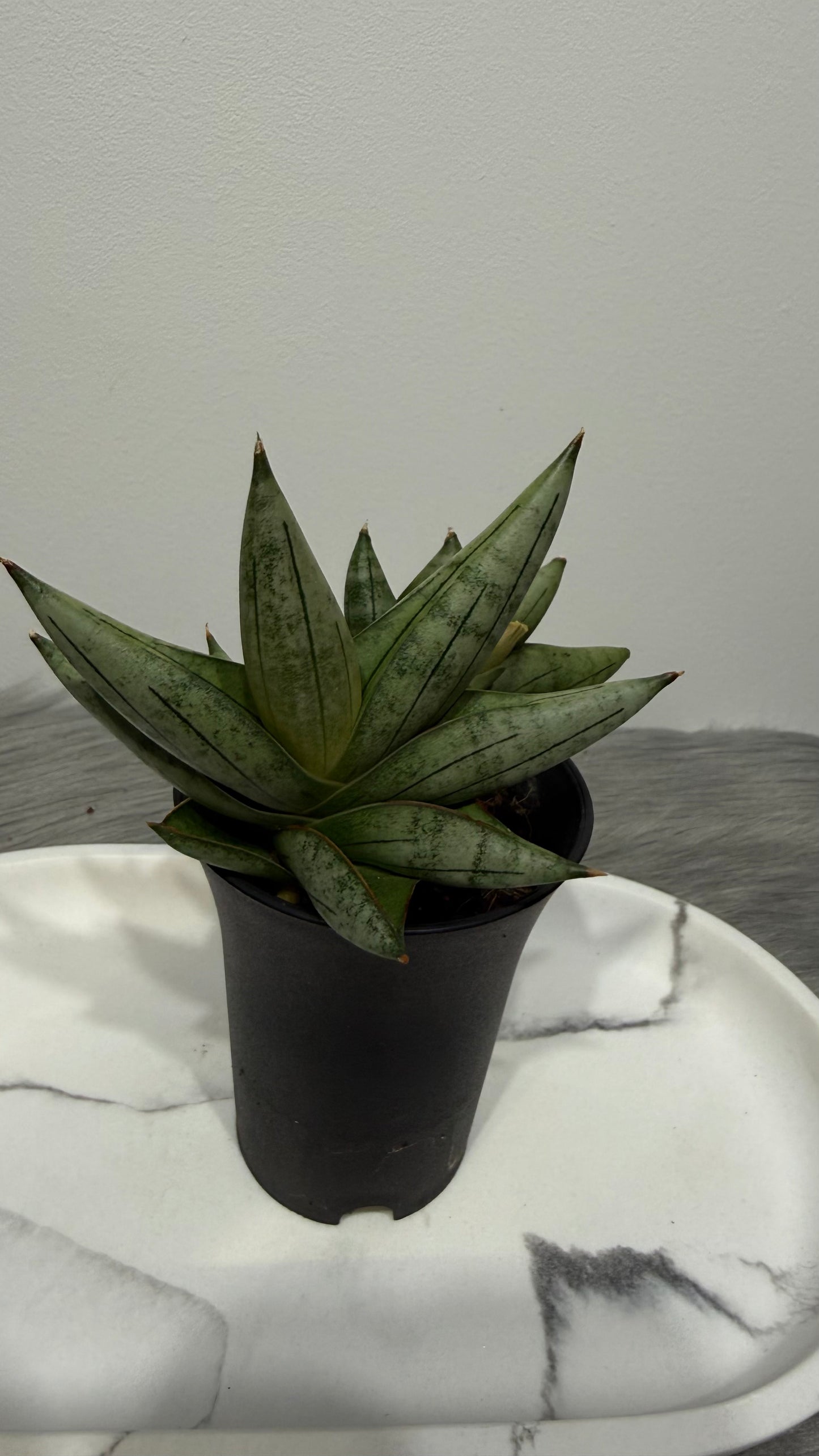 Sansevieria 4