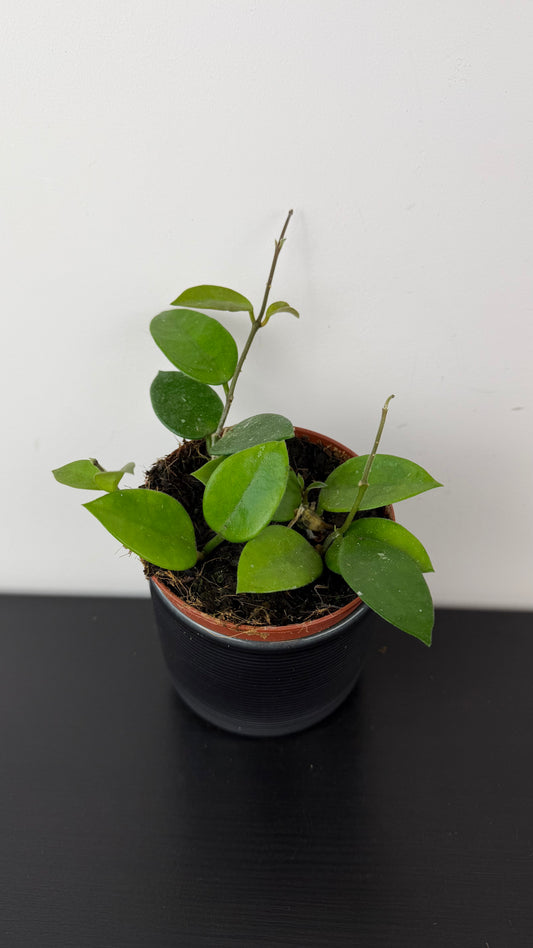 Hoya Chouke