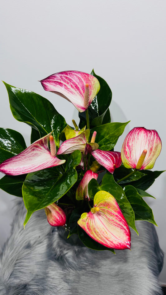 Anthurium White and Red