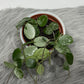 Hoya Mathilde