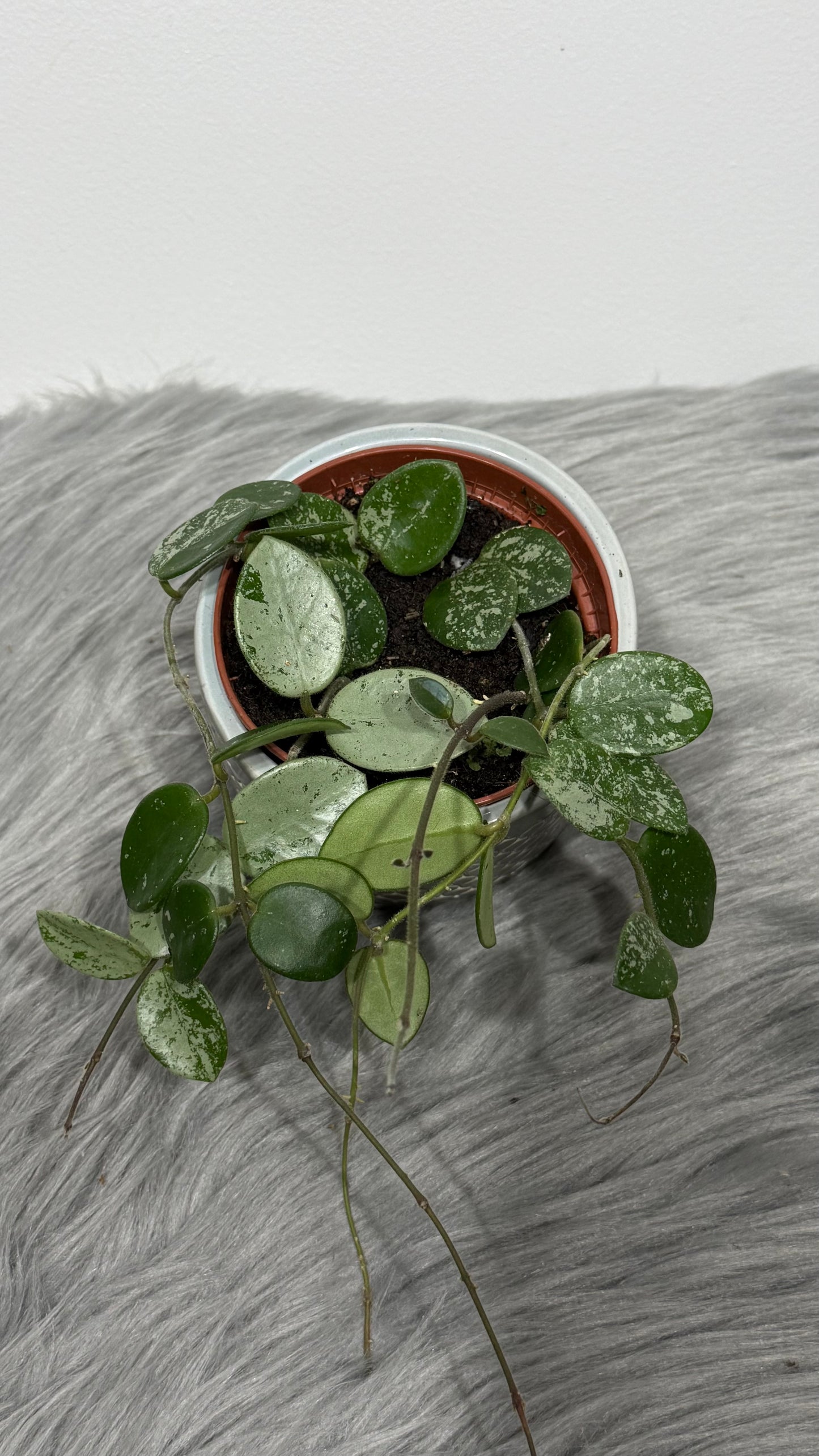 Hoya Mathilde